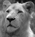 White lion is a rare color mutation of the lion Royalty Free Stock Photo