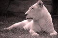 White lion is a rare color mutation of the lion. Royalty Free Stock Photo