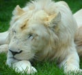White lion is a rare color mutation of the lion. Royalty Free Stock Photo
