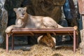 The white lion rest on the table while the other one playing underneath