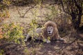 White lion rests in the shade of trees Royalty Free Stock Photo