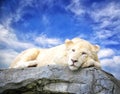 White lion sleep on the rock Royalty Free Stock Photo