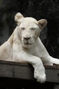 White Lion Royalty Free Stock Photo