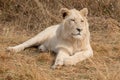 White Lion South Africa