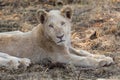 A white lion in South Africa