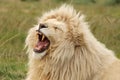 White Lion Teeth Royalty Free Stock Photo