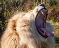 White lion in Tenikwa Wildlife Rehabilitation and Awareness Centre in Plettenberg Bay, South Africa Royalty Free Stock Photo