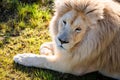 White lion in Tenikwa Wildlife Rehabilitation and Awareness Centre in Plettenberg Bay, South Africa Royalty Free Stock Photo