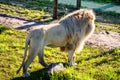 White lion in Tenikwa Wildlife Rehabilitation and Awareness Centre in Plettenberg Bay, South Africa Royalty Free Stock Photo