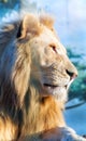 White lion. A thoughtful look into the distance. Animal Predator in the wild.