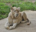A white lion at the zoo