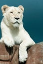 White Lion Royalty Free Stock Photo