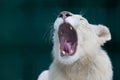 White lion with wide open mouth Royalty Free Stock Photo