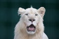 white lion with wide open mouth Royalty Free Stock Photo