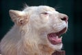 White lion with wide open mouth Royalty Free Stock Photo