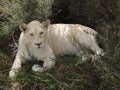 white lion lying down in africa