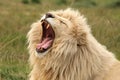 White Lion Yawn