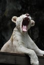 White lion yawn2 Royalty Free Stock Photo