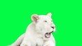 White lion is yawning. animal background.