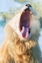 White lion yawns. Long tongue in the wide-open mouth. Detailed tongue with small villi. Animal Predator in the wild. Blurred backg Royalty Free Stock Photo