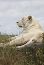 White lioness Royalty Free Stock Photo