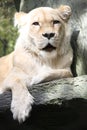White Lioness Royalty Free Stock Photo