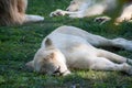 White lioness