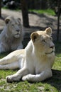 White lioness lying in grass