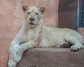 White lioness Royalty Free Stock Photo