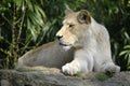 White lioness lying on rock Royalty Free Stock Photo