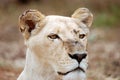 White Lioness Portrait Royalty Free Stock Photo