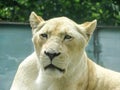 The white lioness at the zoo during the summer Royalty Free Stock Photo