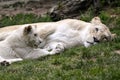 White lionness and its cub lying on grass