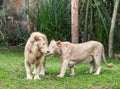 White lions couple nuzzling snuggle in tender loving moment