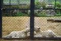 White lions in different cages Royalty Free Stock Photo
