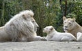 White lions family lying on ground