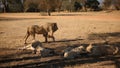 White Lions at Lion Park in South Africa