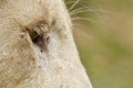 White lions long eyelashes Royalty Free Stock Photo
