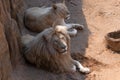 White lions lying on the ground.