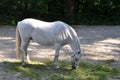 White Lipizaner horse on pasture