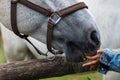 White Lipizzan Horse fed by young girl, unrecognizable Royalty Free Stock Photo