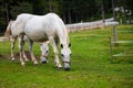 White Lipizzan Horse Grazing in Stable Royalty Free Stock Photo