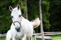 White Lipizzan Horse running in Stable Royalty Free Stock Photo