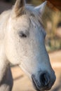 White Lipizzaner