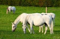 White lipizzaner horse Royalty Free Stock Photo