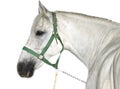 White Lipizzaner Horse Royalty Free Stock Photo