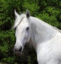 White Lipizzaner horse in nature background