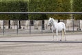 Elegant white lipizzaner horse