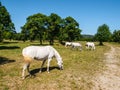 White Lipizzaner Horses