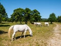 White Lipizzaner Horses